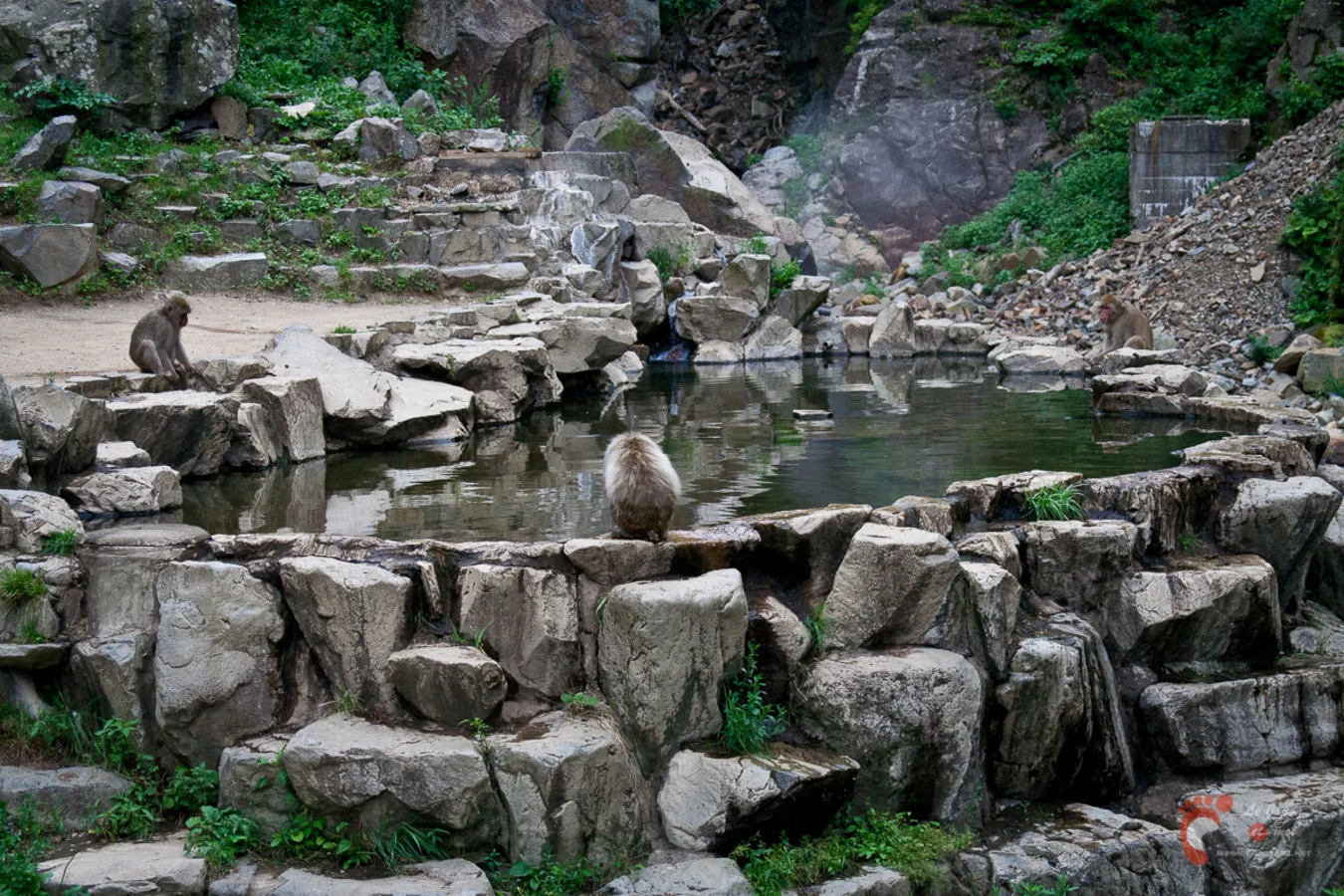 Parc aux singes de Jigokudani , Japon