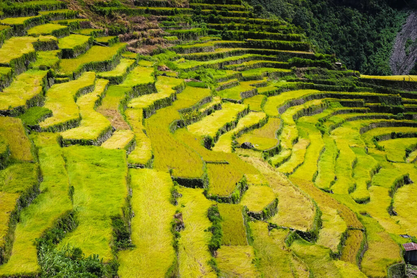 Rizières de Batad, Philippines