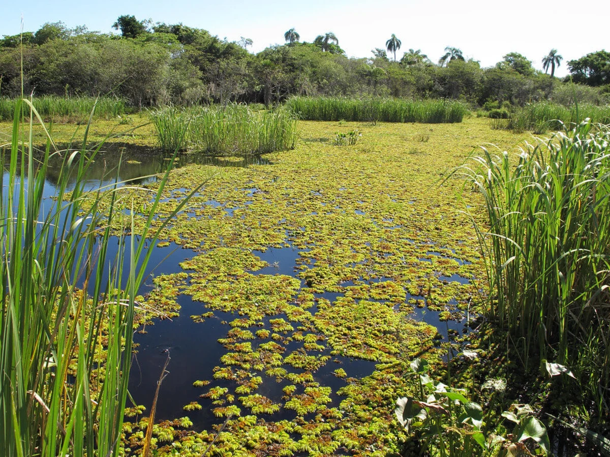 Réserve naturelle de l'Iberá, Argentine
