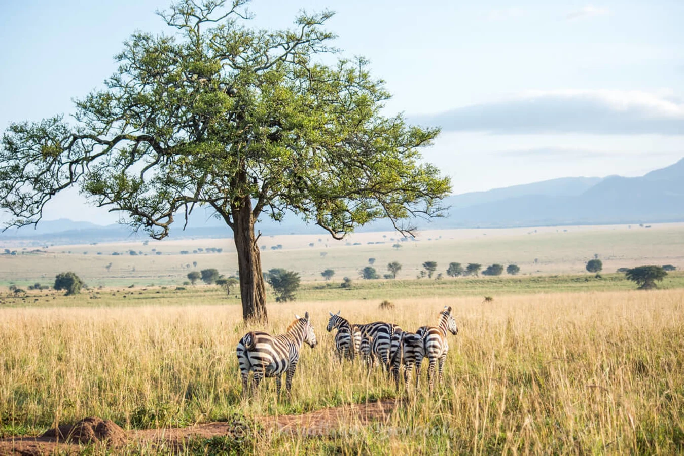 Parc national Kidepo Valley, Ouganda