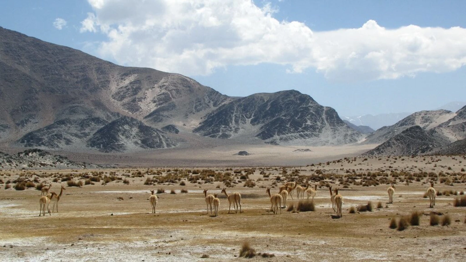Puna Catamarquena, Argentine