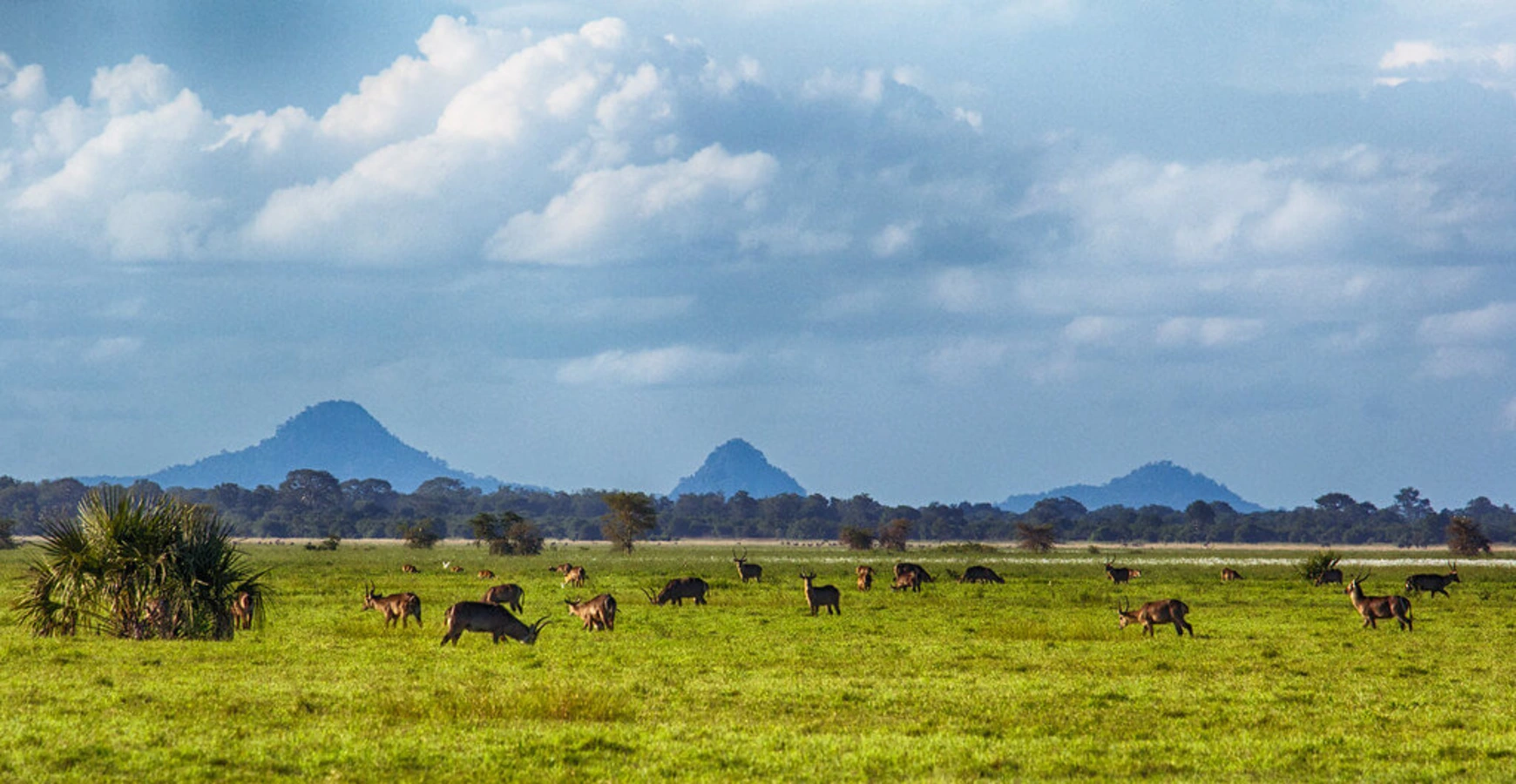 Parc national de Gorongosa, Mozambique