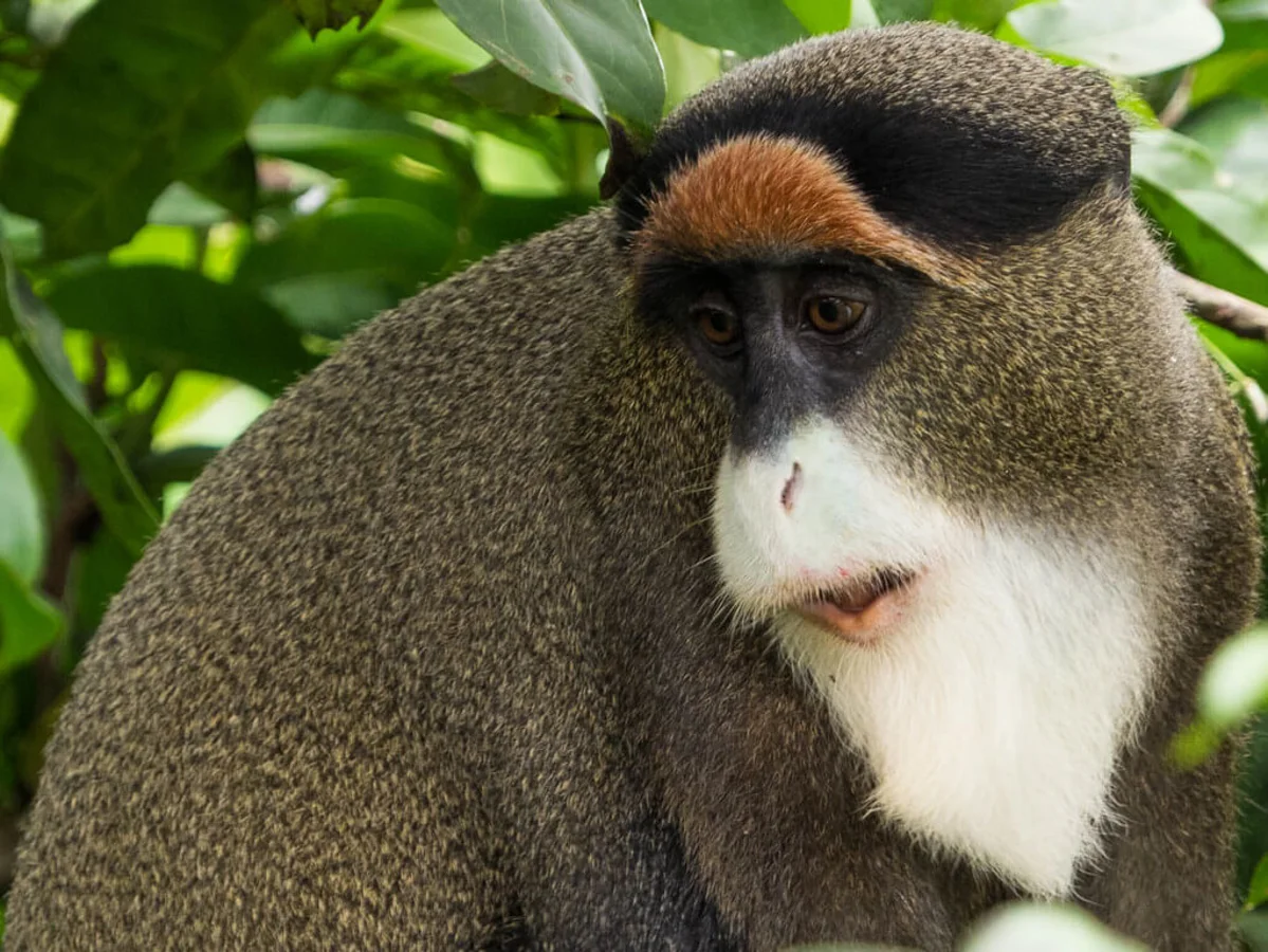 Parc national de Nouabalé-Ndoki, République du Congo