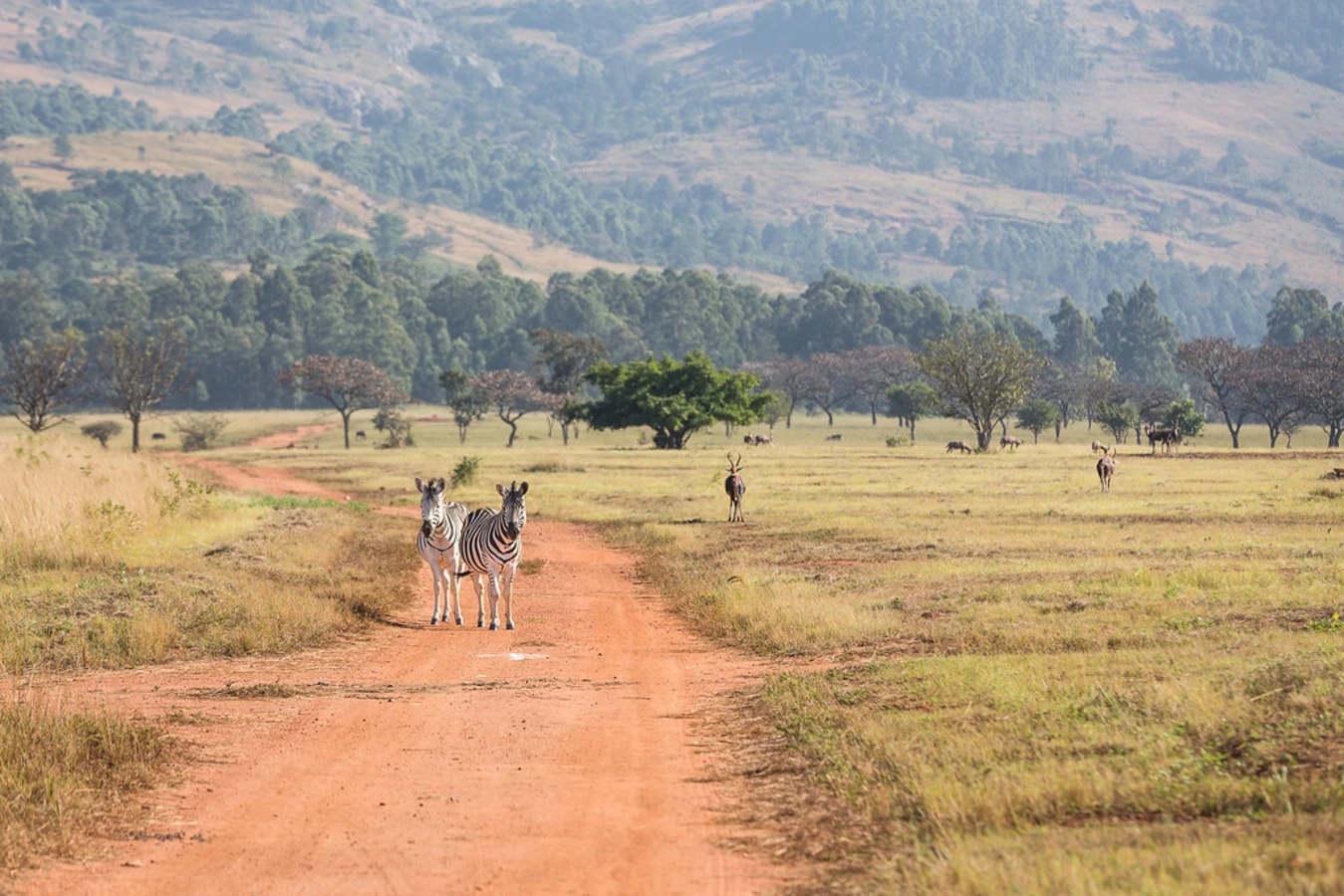 Mlilwane Wildlife Sanctuary, Swaziland