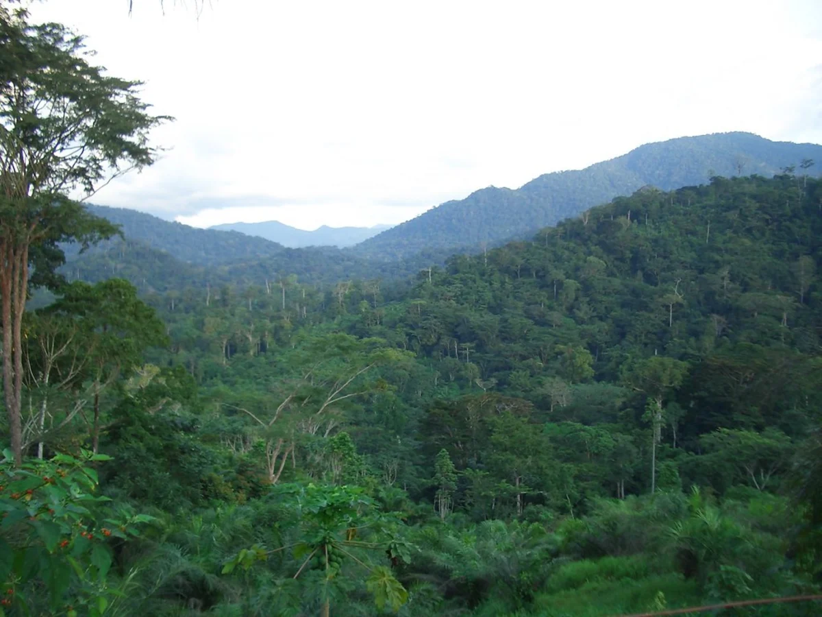 Forêt d'Ebo, Cameroun