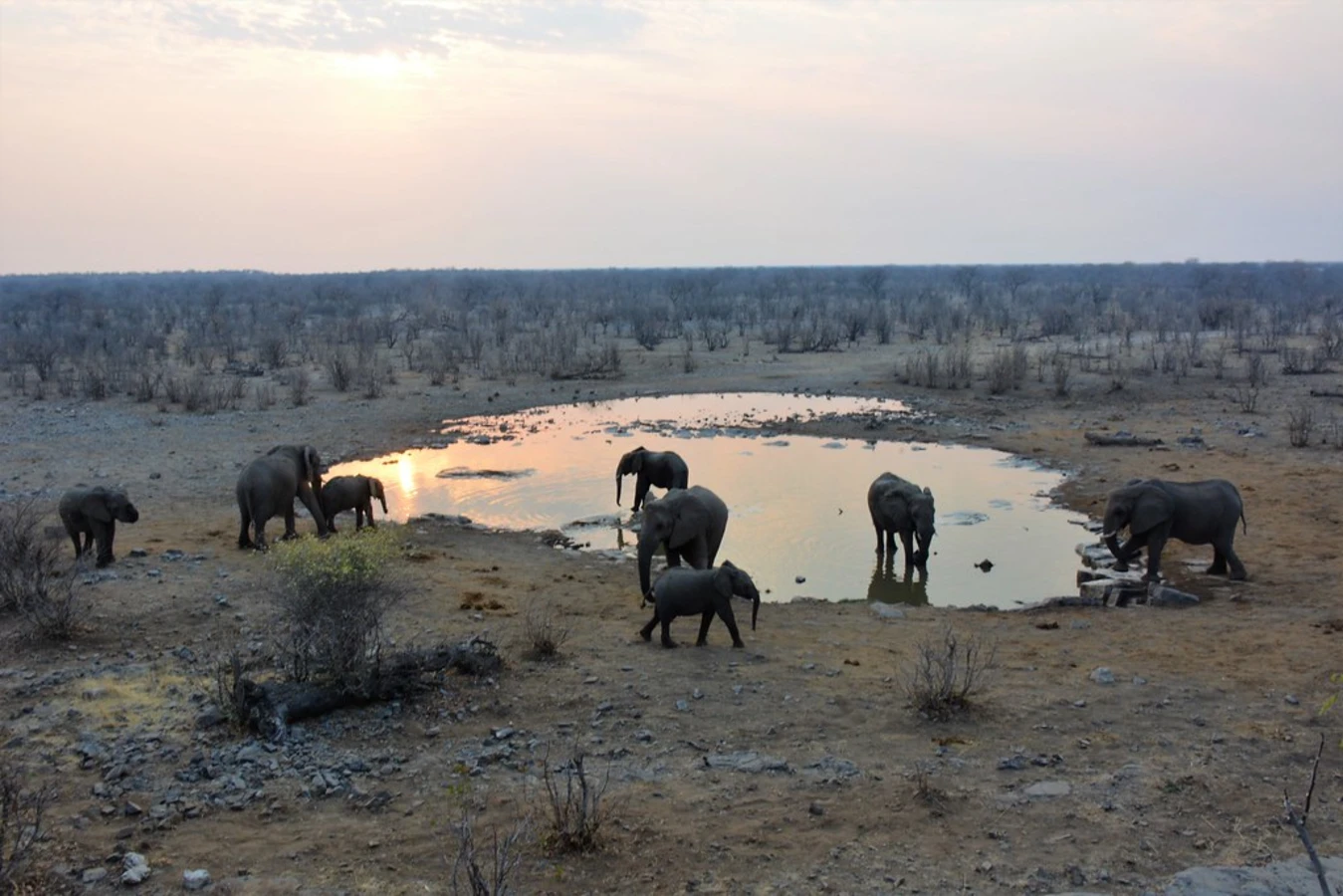 Moringa Waterhole, Namibie