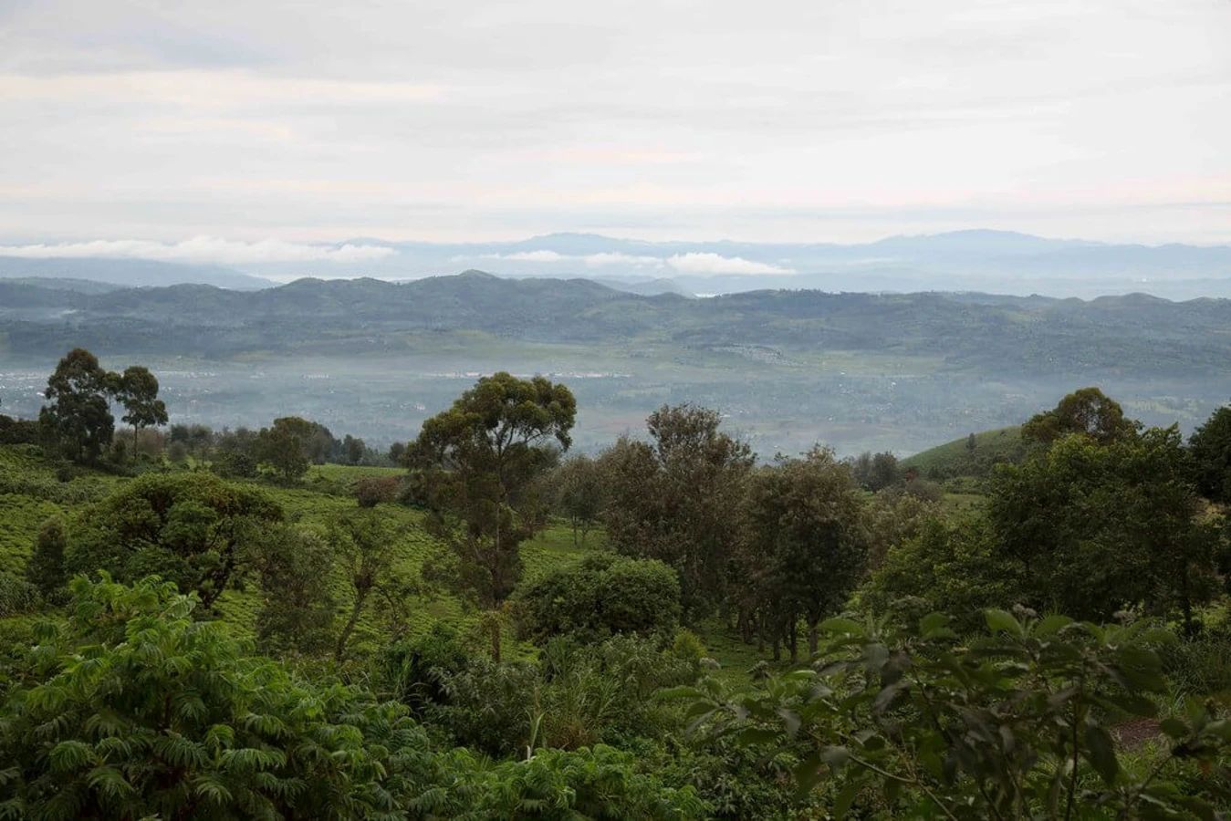 Parc national de Kahuzi-Biega, République démocratique du Congo, République démocratique du Congo, République démocratique du Congo