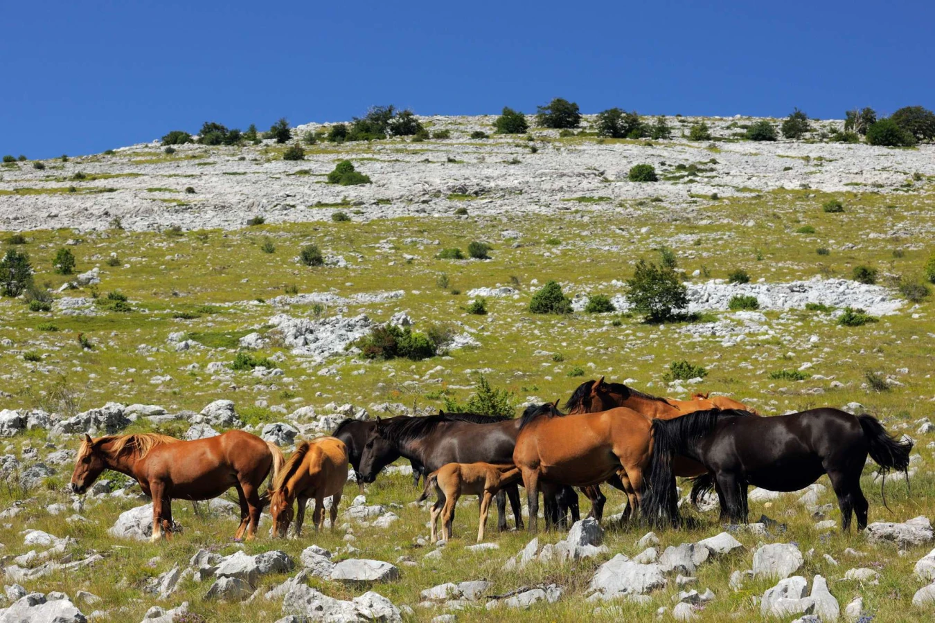 Velebit, Croatie