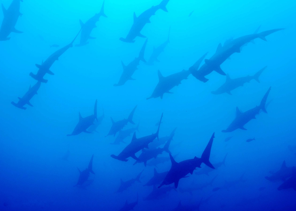 Île de Malpelo, Colombie