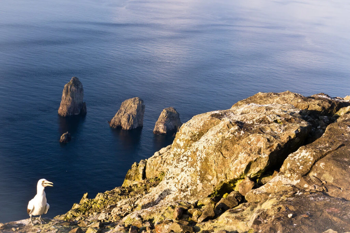 Île de Malpelo, Colombie