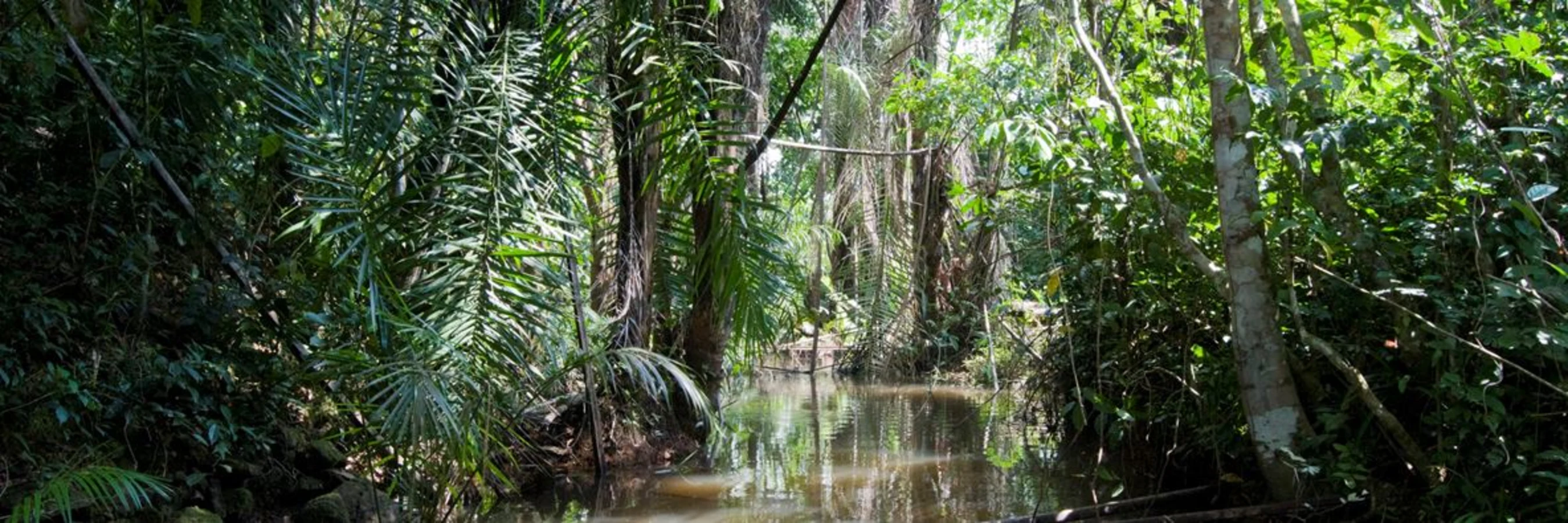 Parc national de Gola Rainforest, Sierra Leone
