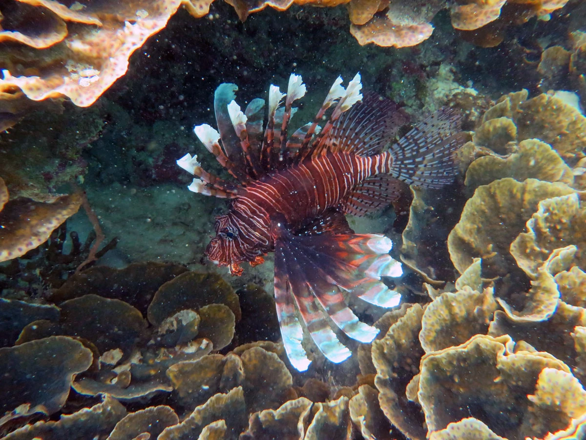 Pulau Hoga, Indonésie