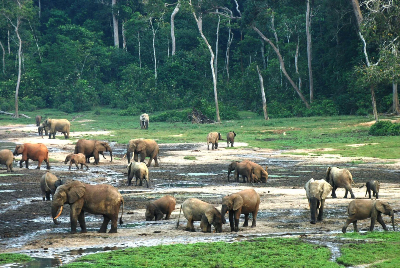 Trinational de la Sangha, République centrafricaine, République du Congo, Cameroun