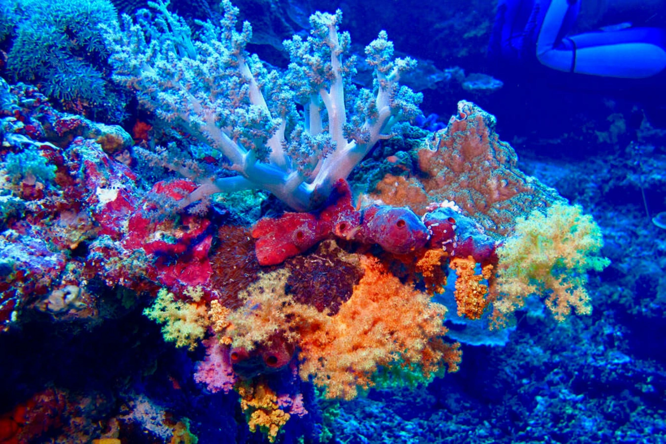 Récif de Tubbataha, Philippines