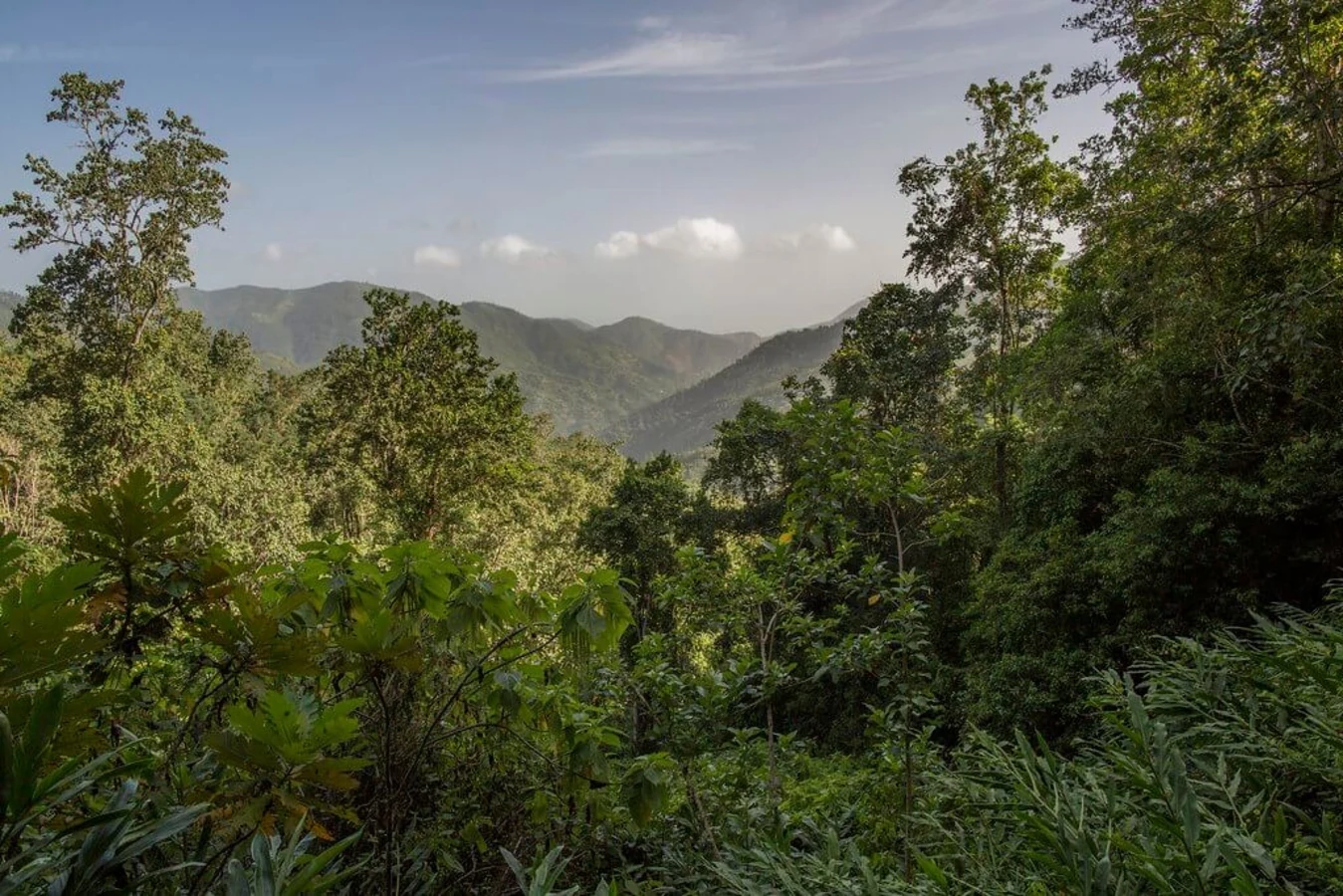 Monts John Crow, Jamaïque