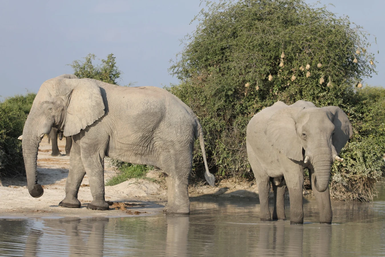 Canal de Savuti, Botswana