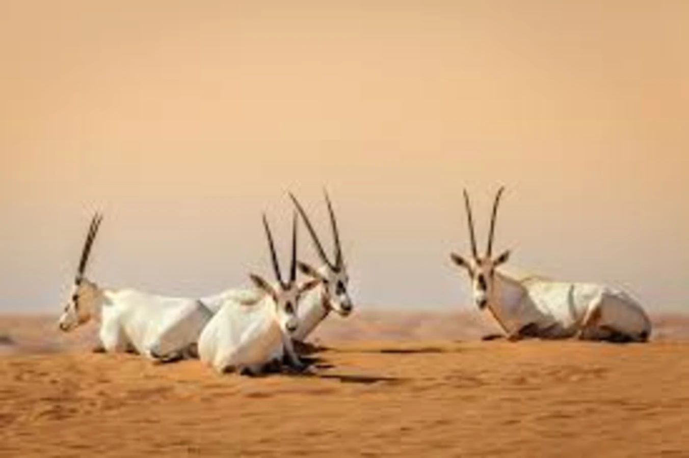 Uruq Bani Ma'arid, Arabie saoudite, Arabie saoudite