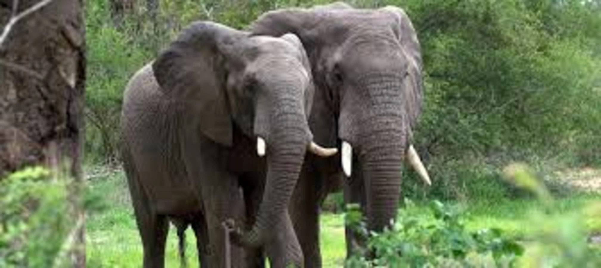 Parc national de la Maiko, République démocratique du Congo