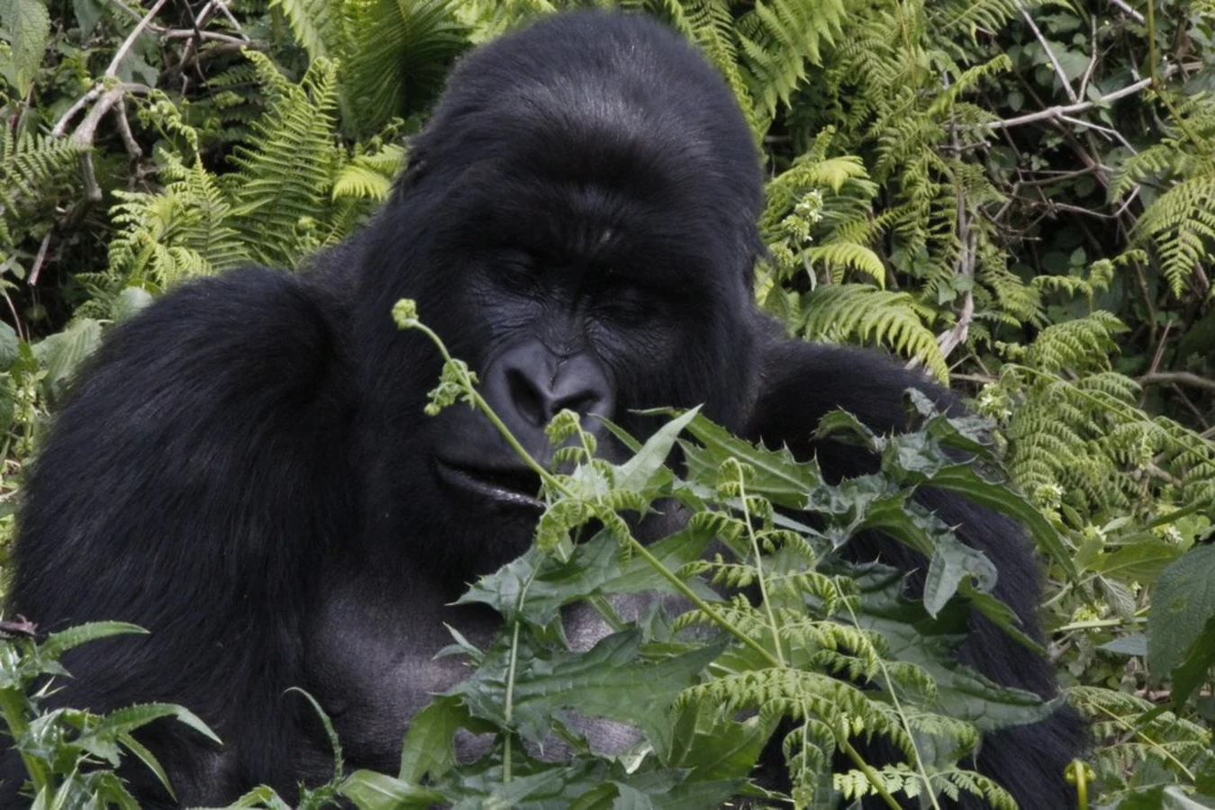 Parc national des volcans, Rwanda