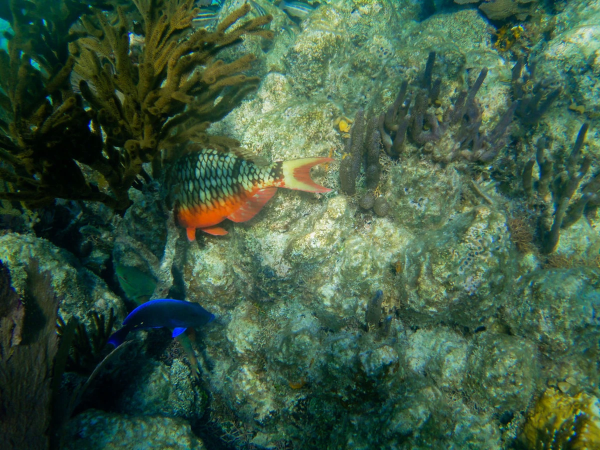 Récif Glover, Belize