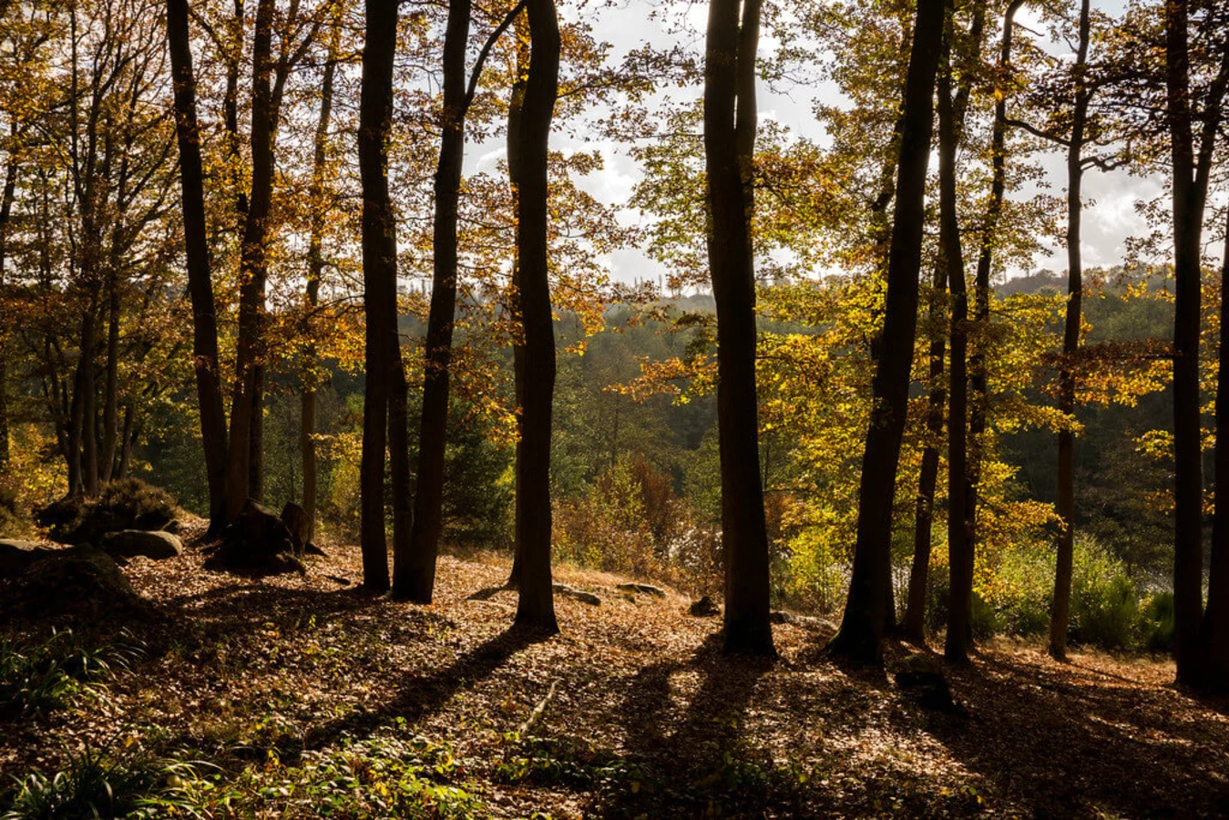 Parc naturel régional de la Haute Vallée de Chevreuse, France
