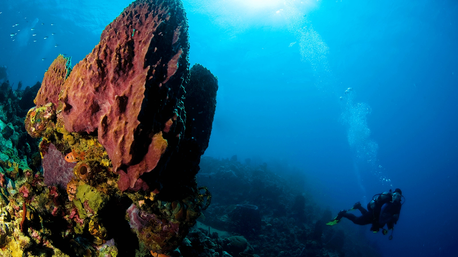 Dangleben’s Pinnacles, Dominique