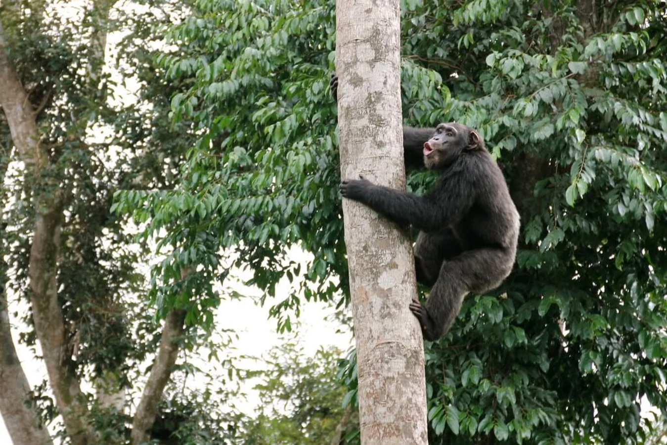 Sanctuaire des chimpanzés de Tacugama, Sierra Leone