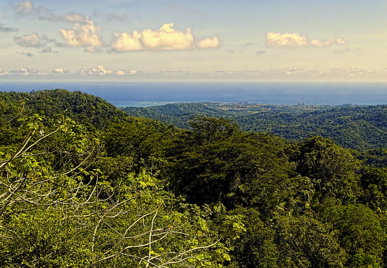 Forêt nationale d'El Yunque, Porto Rico