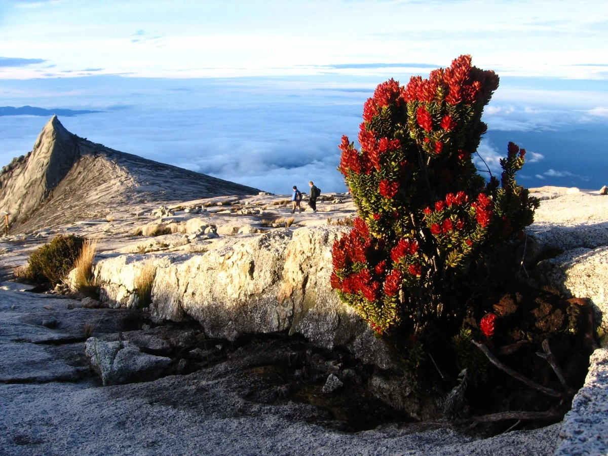 Parc national du Kinabalu, Malaisie