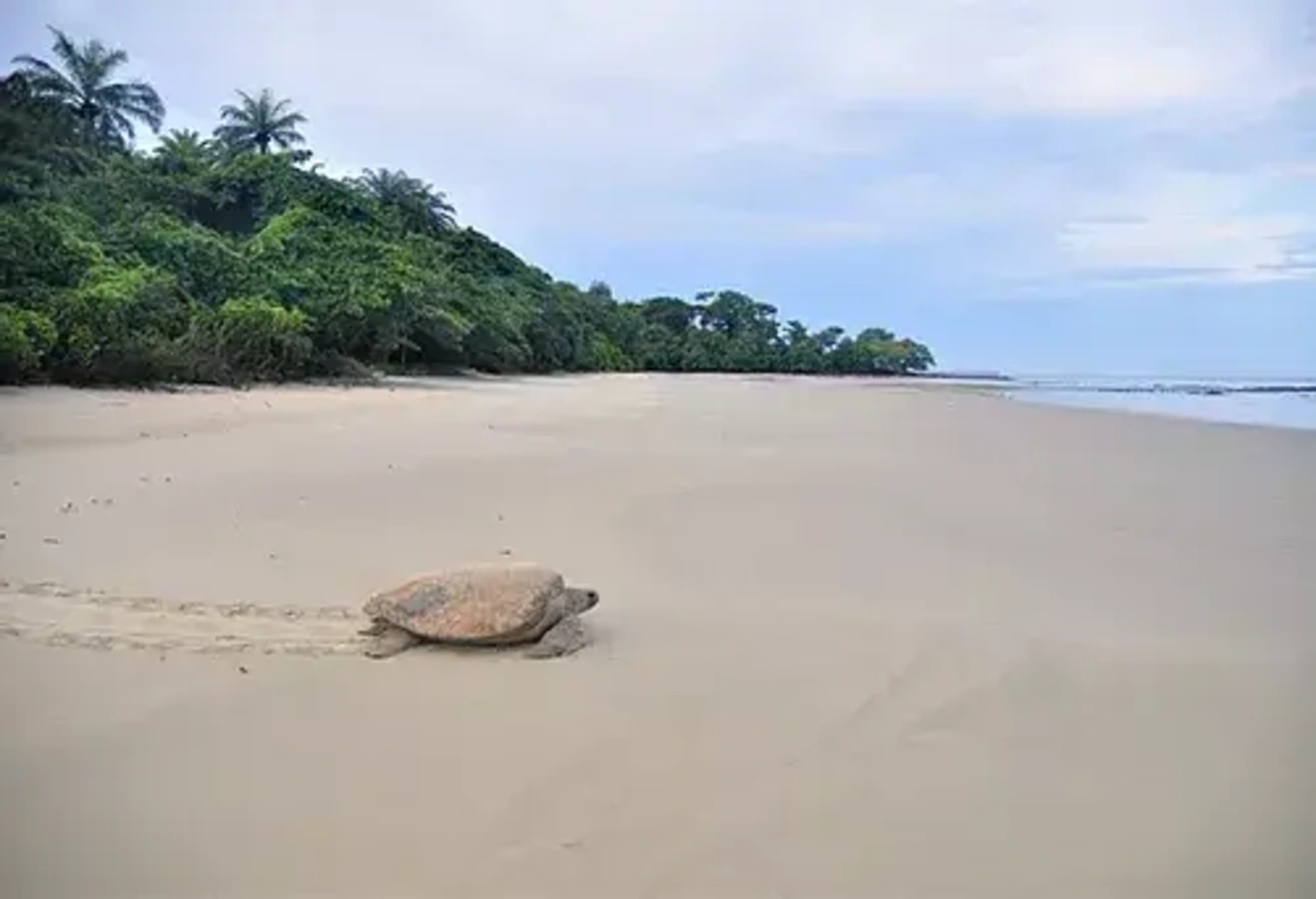 Parc national marin des îles Joao Vieira-Poilao, Guinée-Bissau