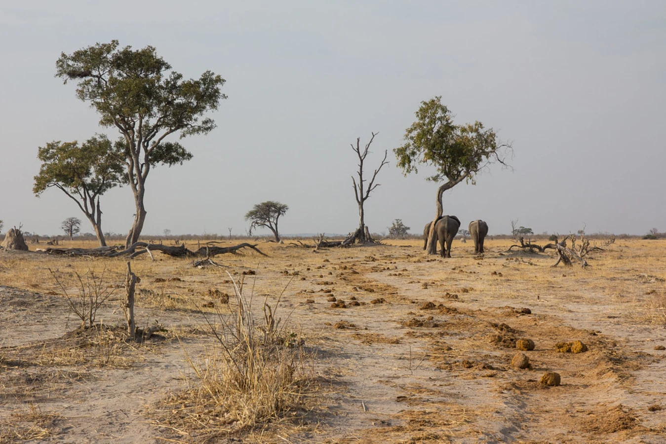 Réserve de Savuti, Botswana