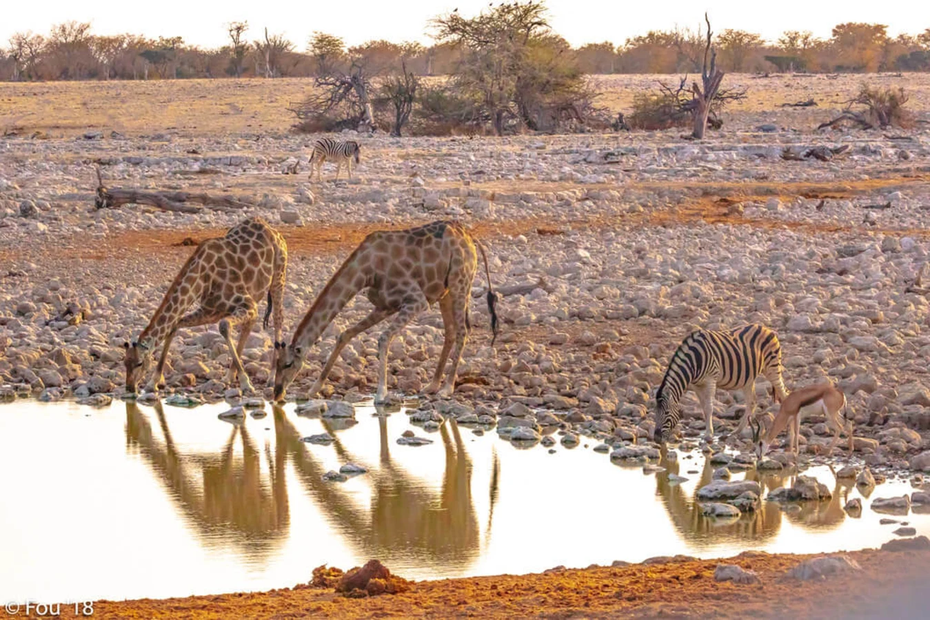 Okaukuejo Waterhole, Namibie