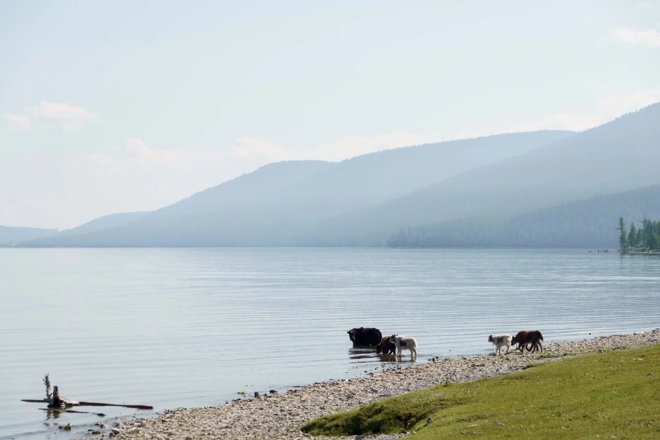Lac Khovsgol, Mongolie
