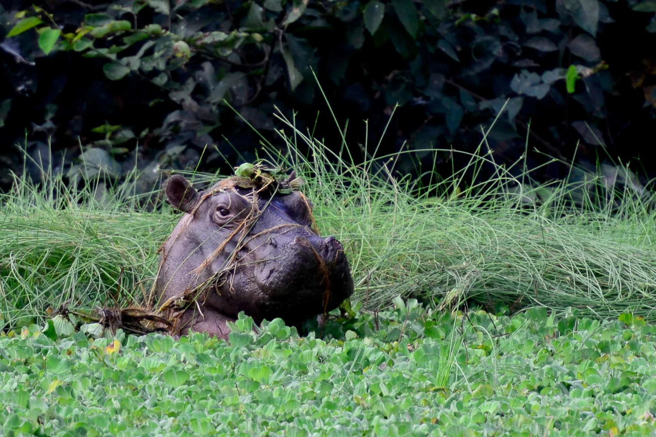 Parc National d'Orango, Guinée-Bissau