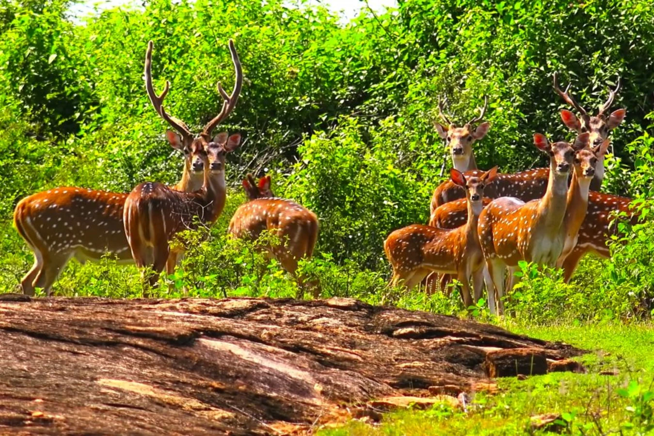 Parc national d'Udawalawe, Sri Lanka, Sri Lanka