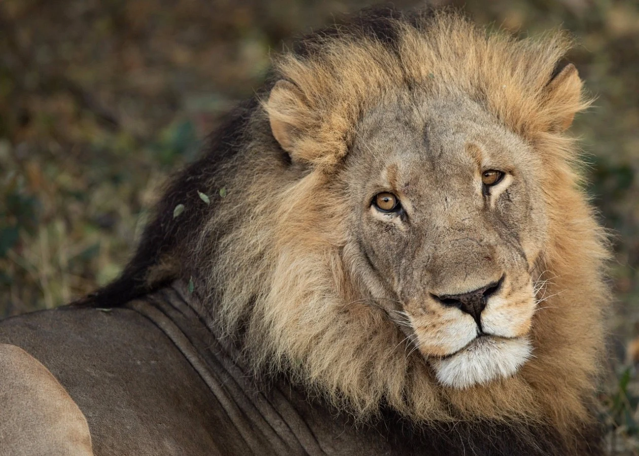 Selinda Game Reserve, Botswana