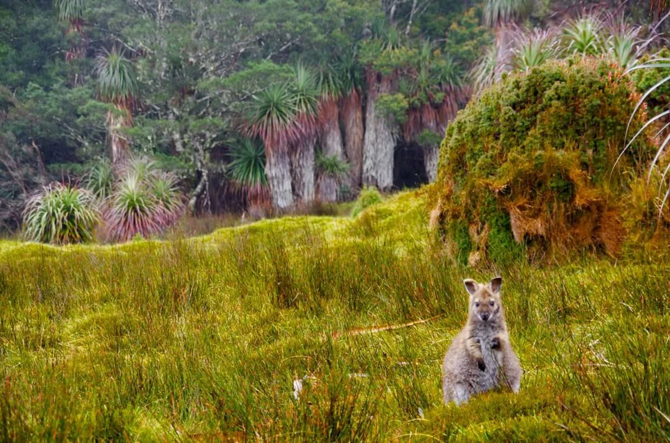 Parc national du Mont Cradle et du Lac Saint Clair, Australie, Tasmanie