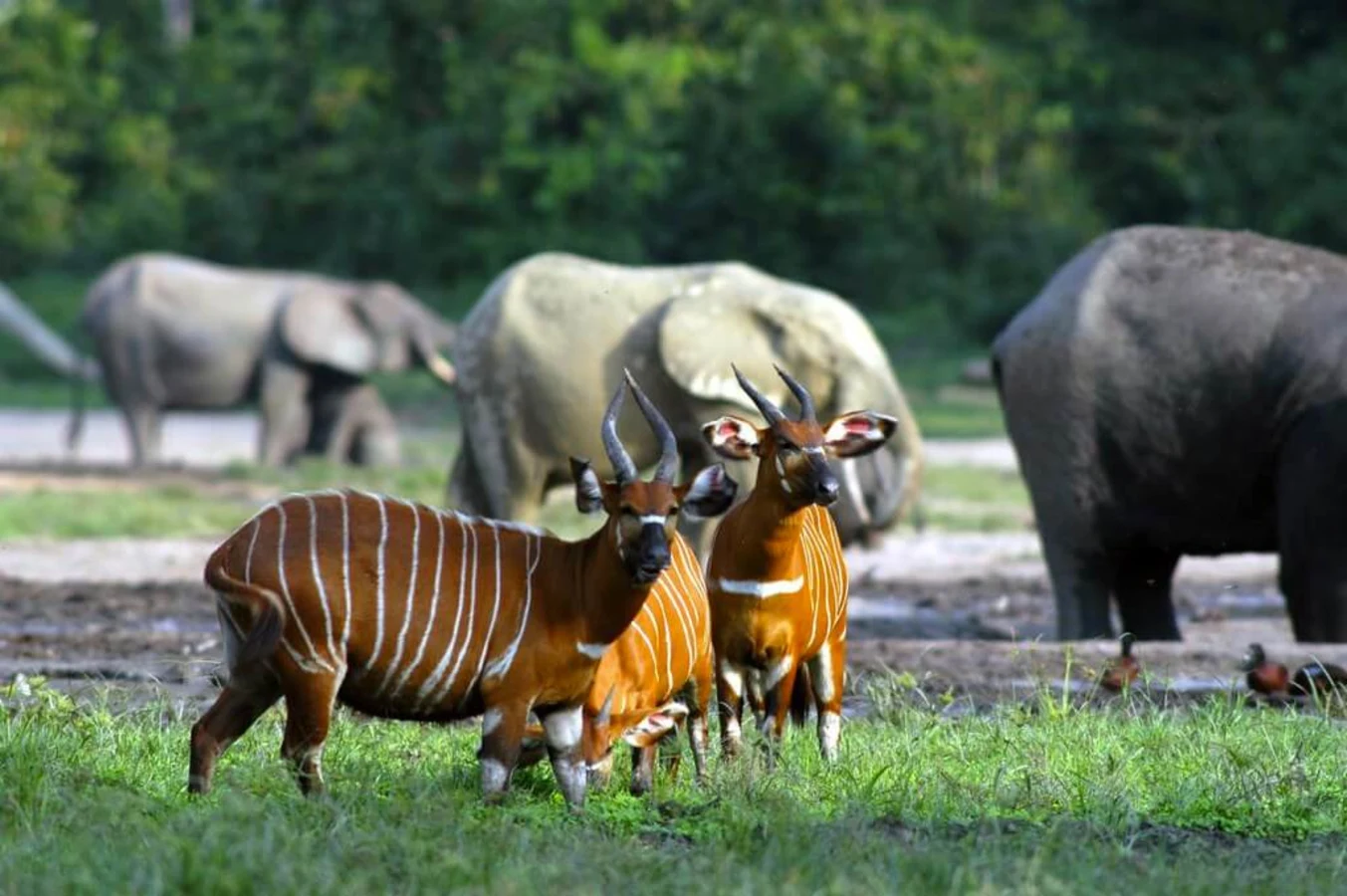 Parc national Dzanga-Ndoki, République centrafricaine