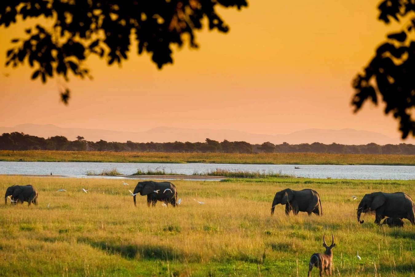 Parc national de Mana Pools, Zimbabwe