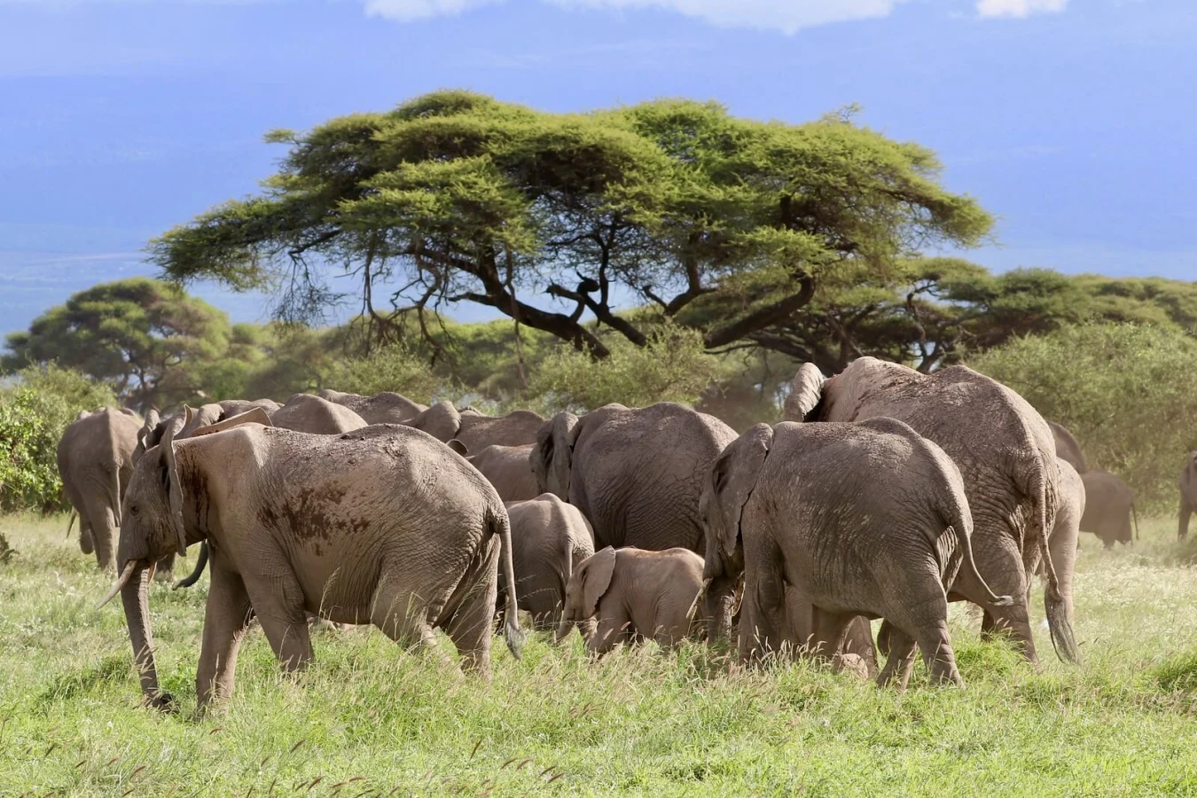 Parc national d'Amboseli, Kenya