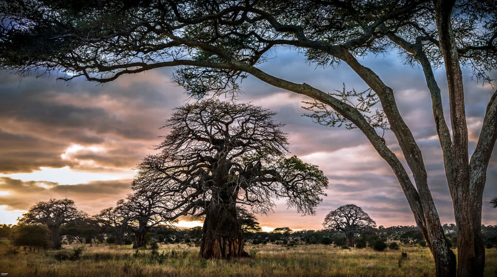 Parc national de Tarangire, Tanzanie