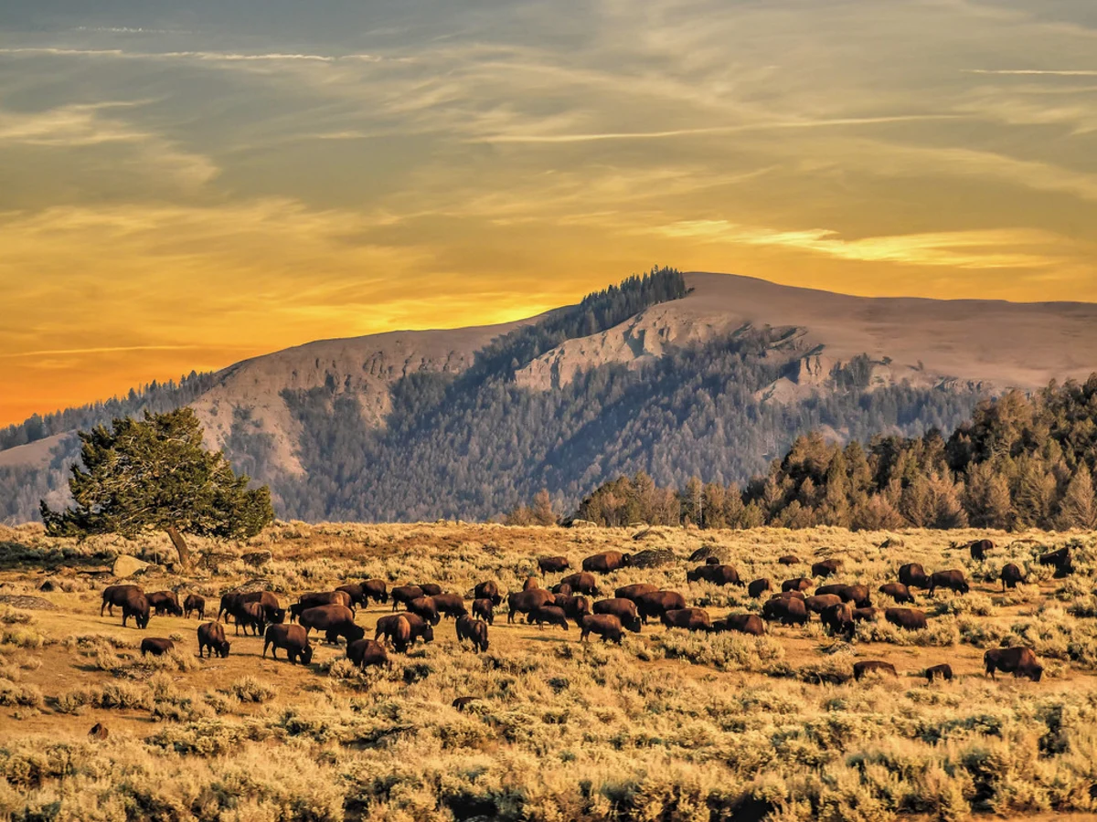 Lamar Valley, États-Unis
