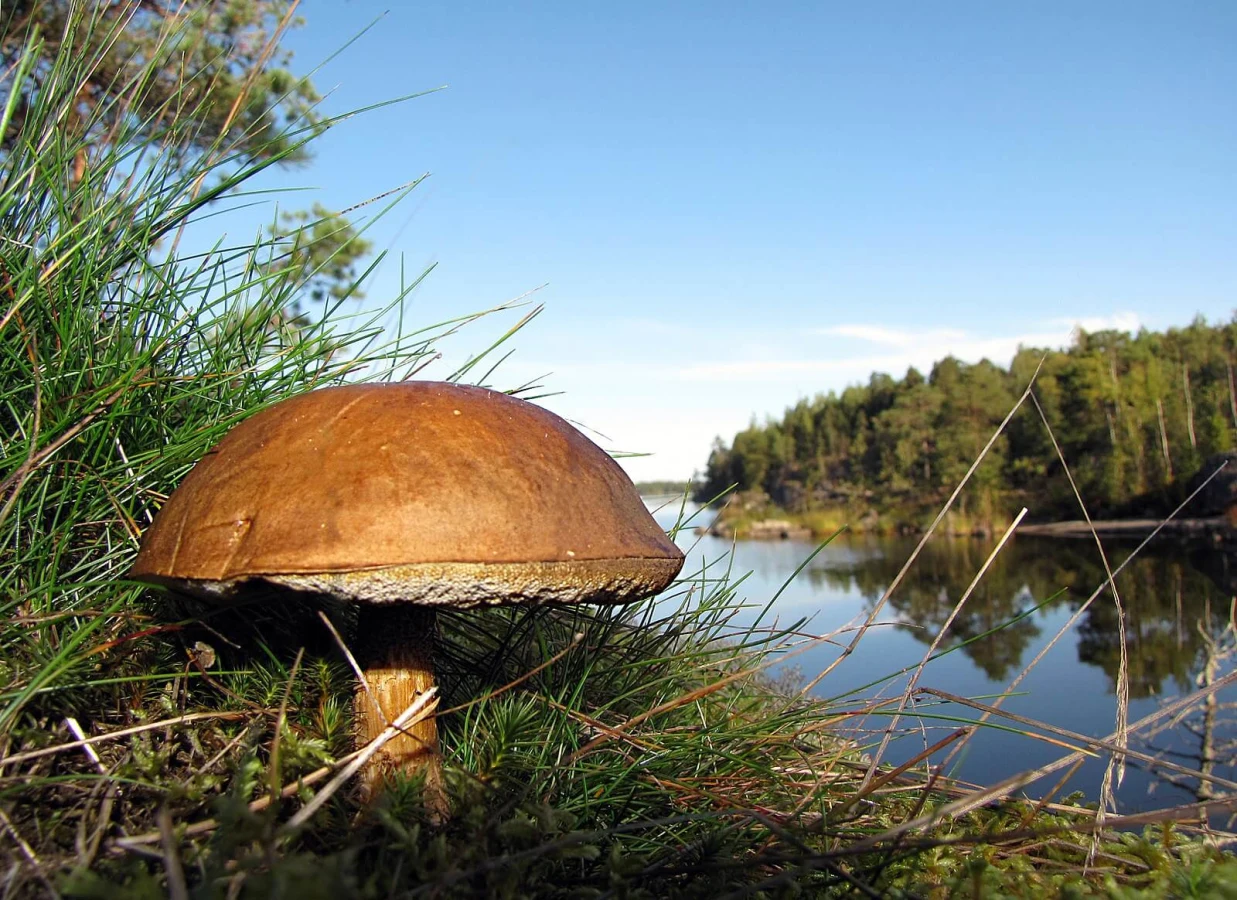 Saimaa, Finlande