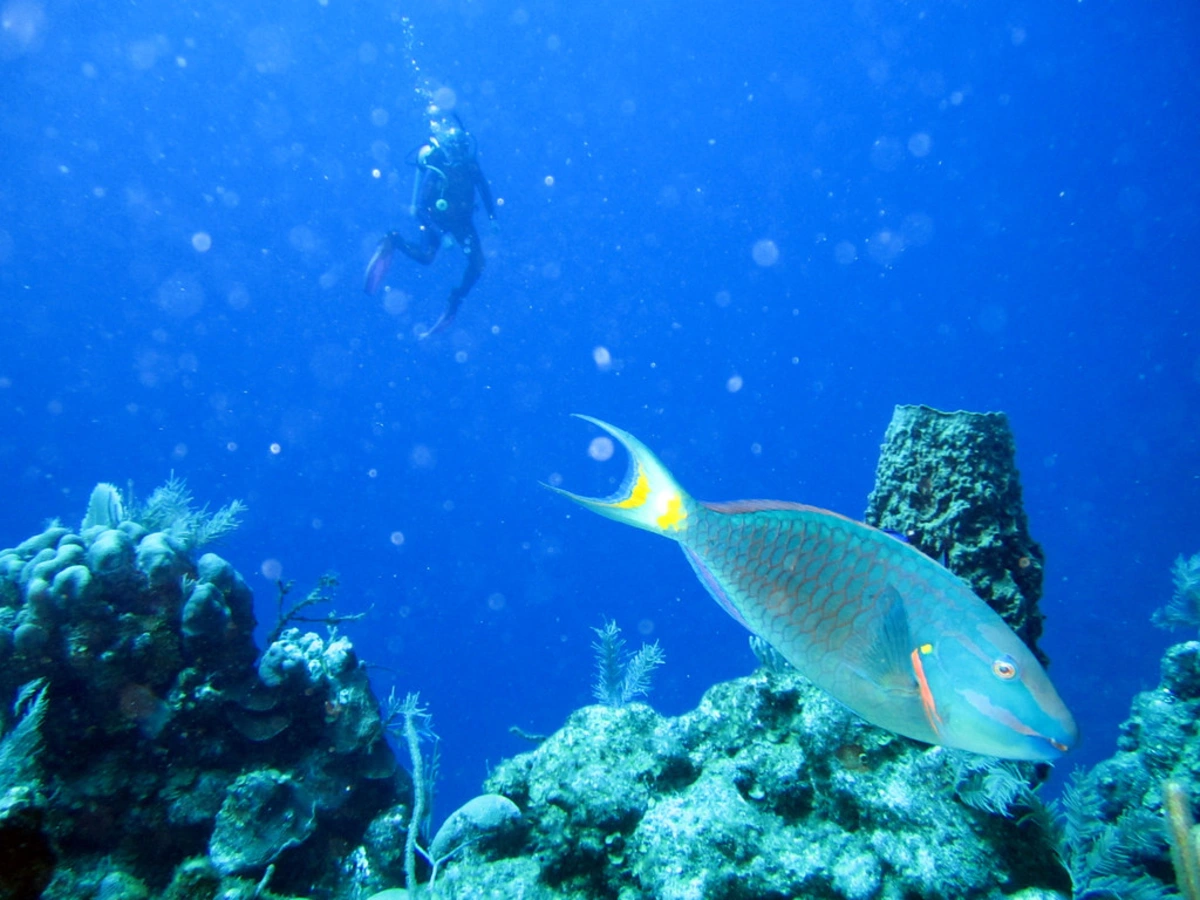 Glover's Reef Marine Reserve, Belize