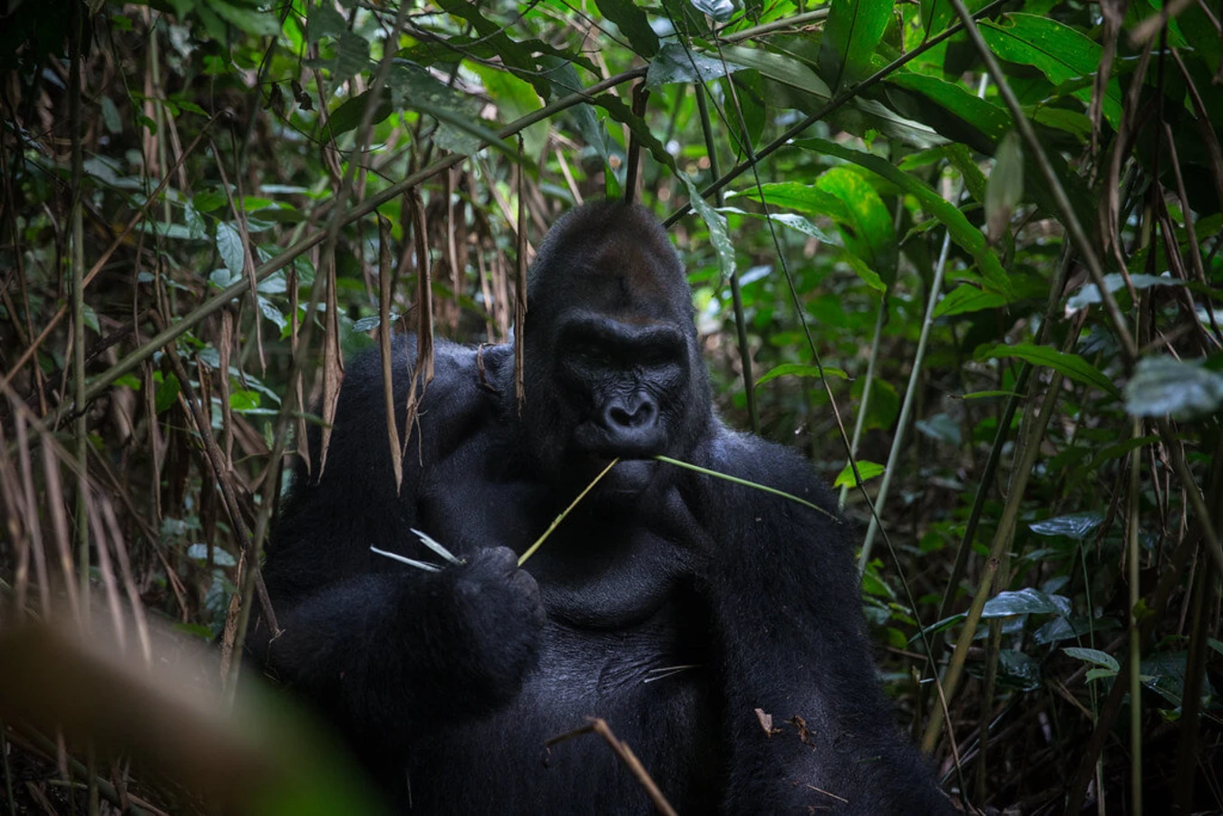 Parc national de Nouabalé-Ndoki, République du Congo