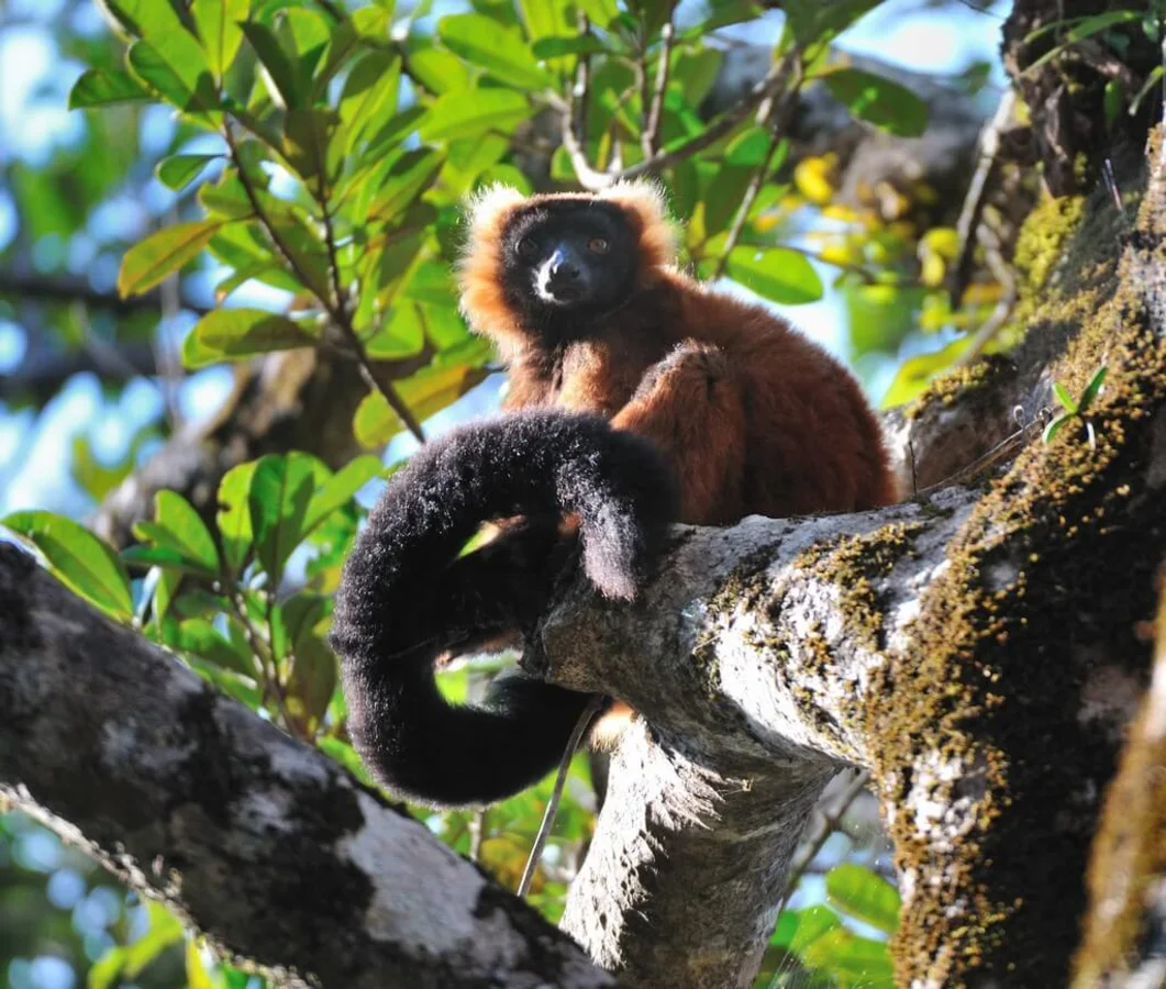 Parc national de Masoala, Madagascar