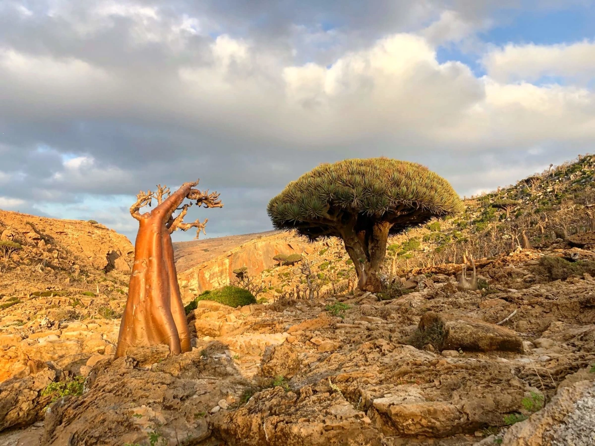 Homhil Campsite, Yémen, Socotra