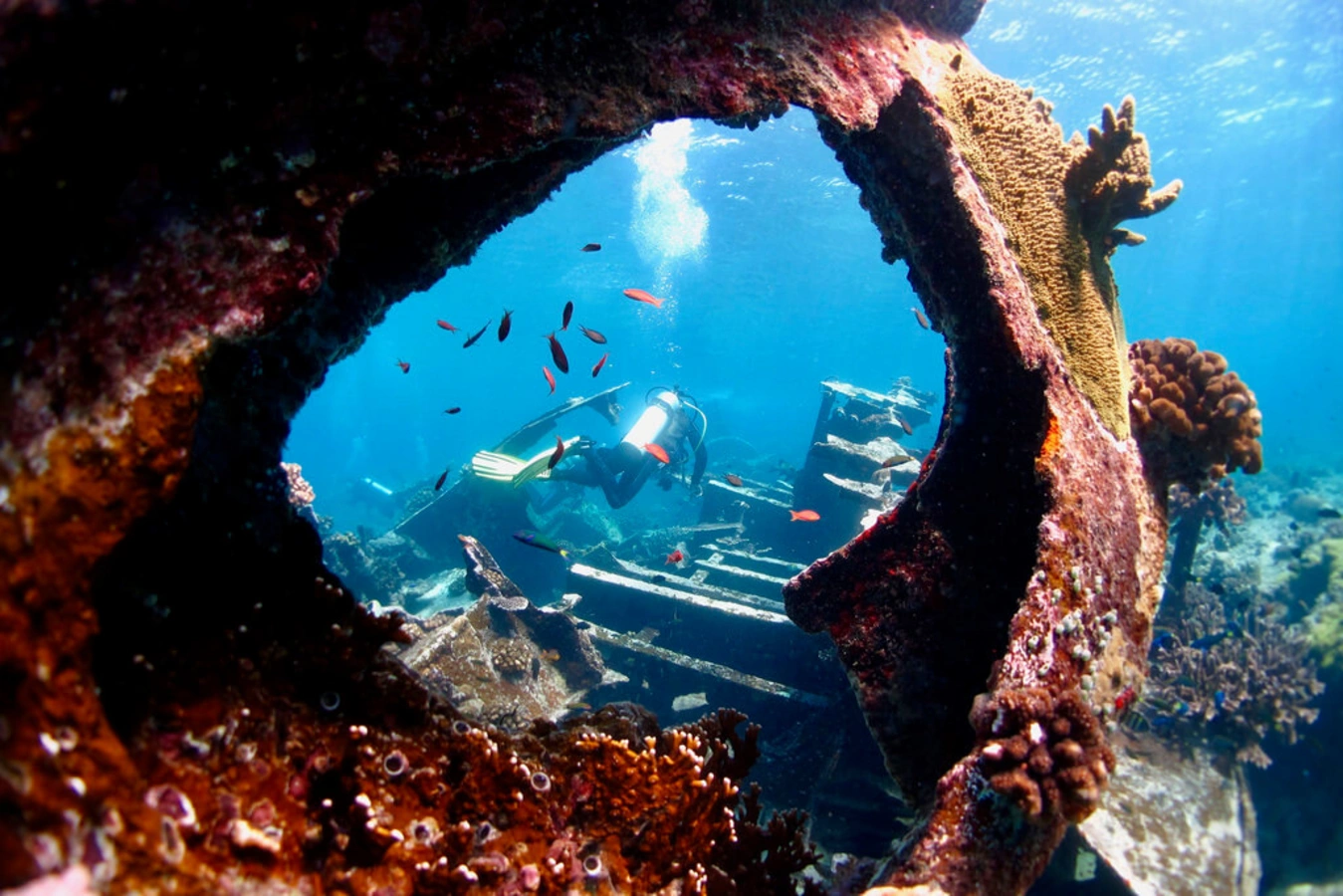 Récif de Tubbataha, Philippines