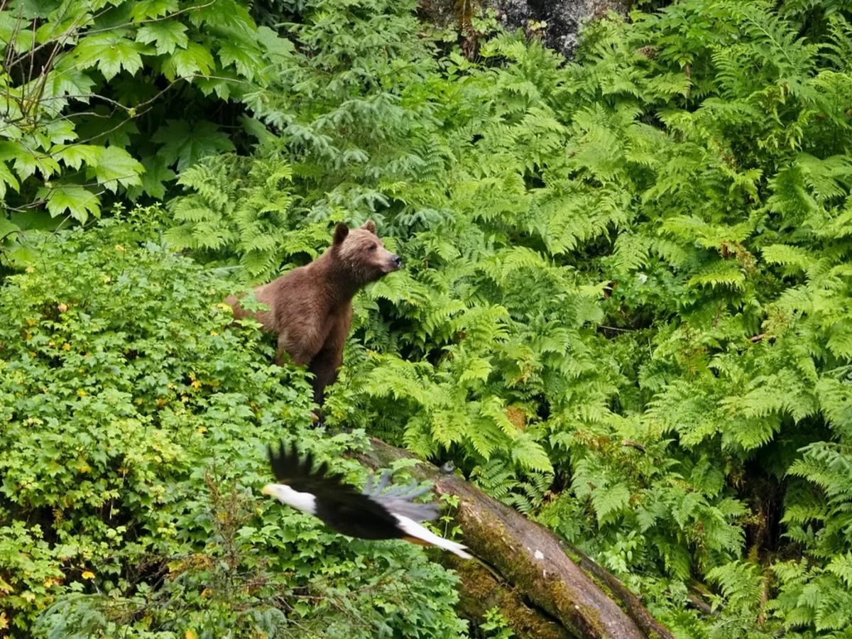 Anan Creek, États-Unis