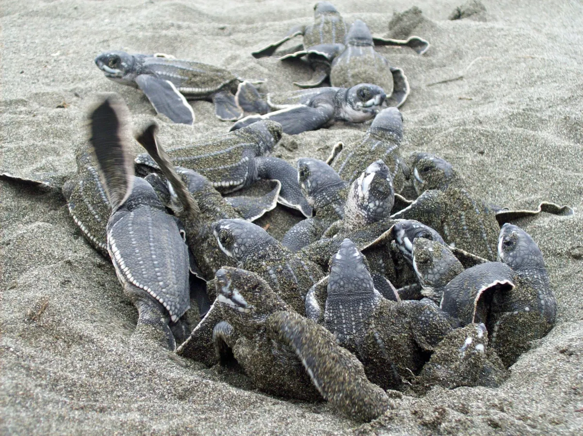 Pacuare Reserve, Costa Rica